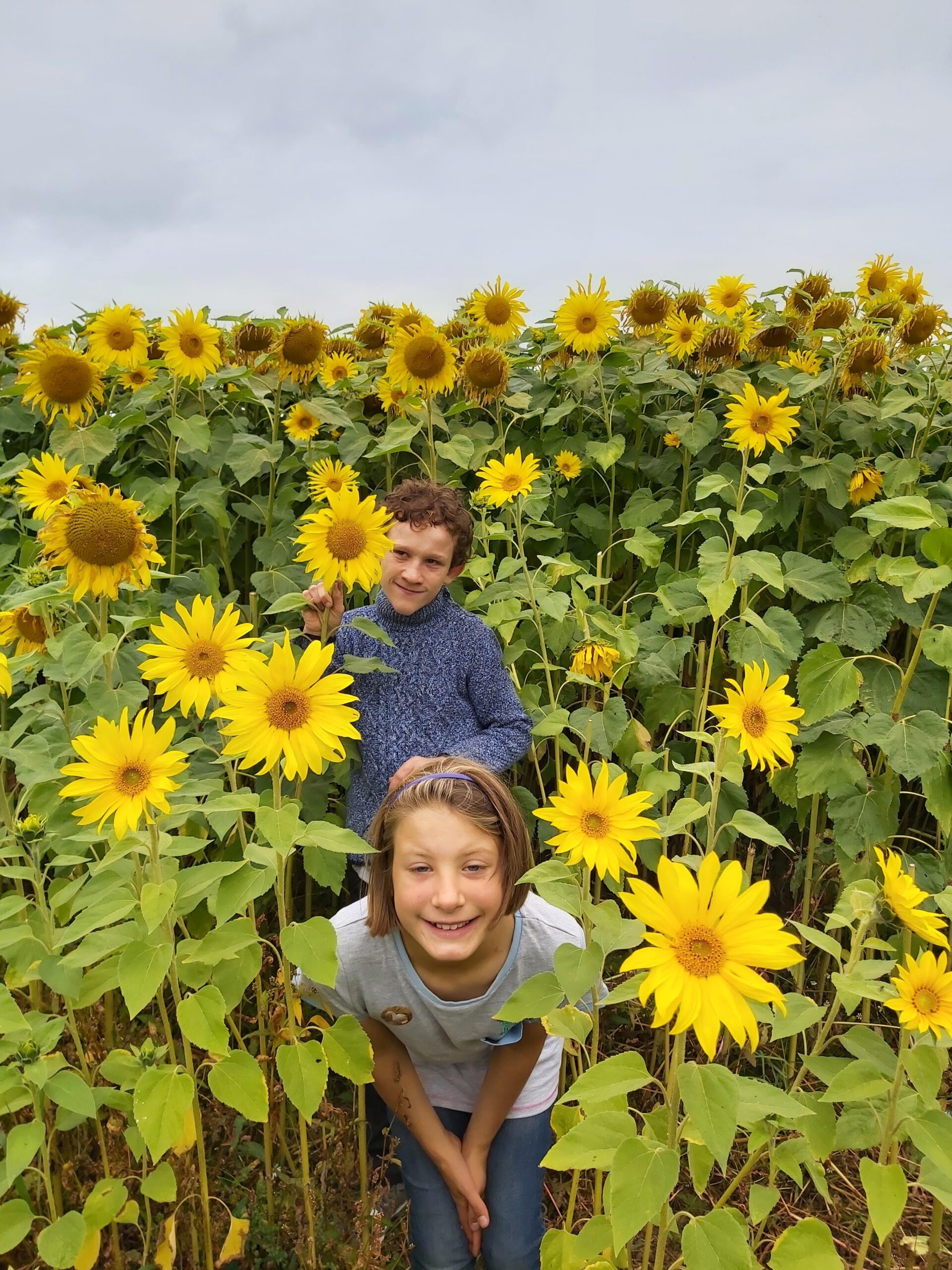 Boy and girl playing in sunflowers at Walby Farm